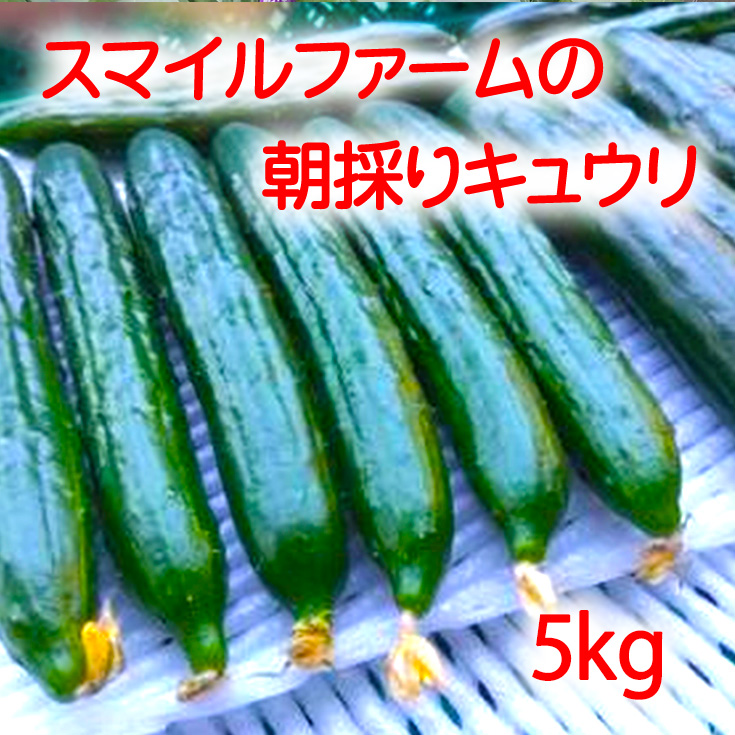 朝採りきゆうり5kg【FM02U1】