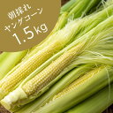 【ふるさと納税】【数量限定】芯やヒゲまで甘くてフレッシュ! 「ヤングコーン」1.5kg (6月中旬頃より順次発送)【配送不可地域：離島】【1407750】