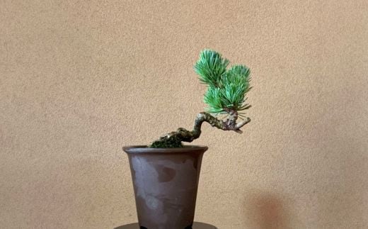 No.3062 吾妻五葉松 種から育てた樹齢7年素材・峰吾妻 接木