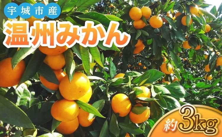
            宇城市産 温州みかん 約3kg (S～Lサイズ 約24～35玉) 【2026年1月中旬〜3月中旬頃順次発送予定】
          