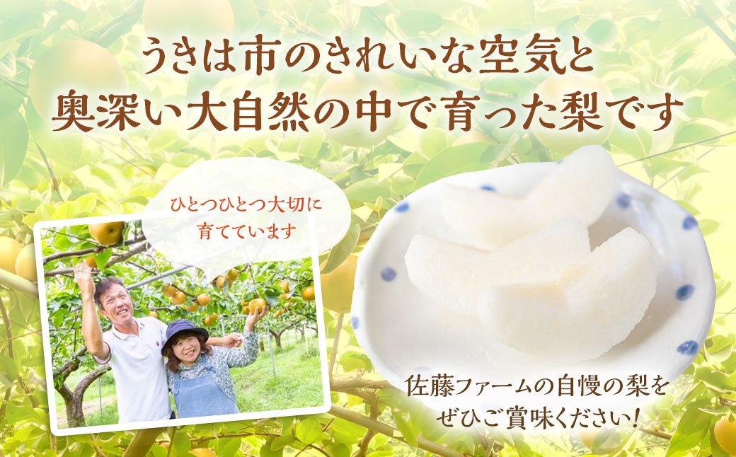 新興梨 8玉～12玉 （約5kg）