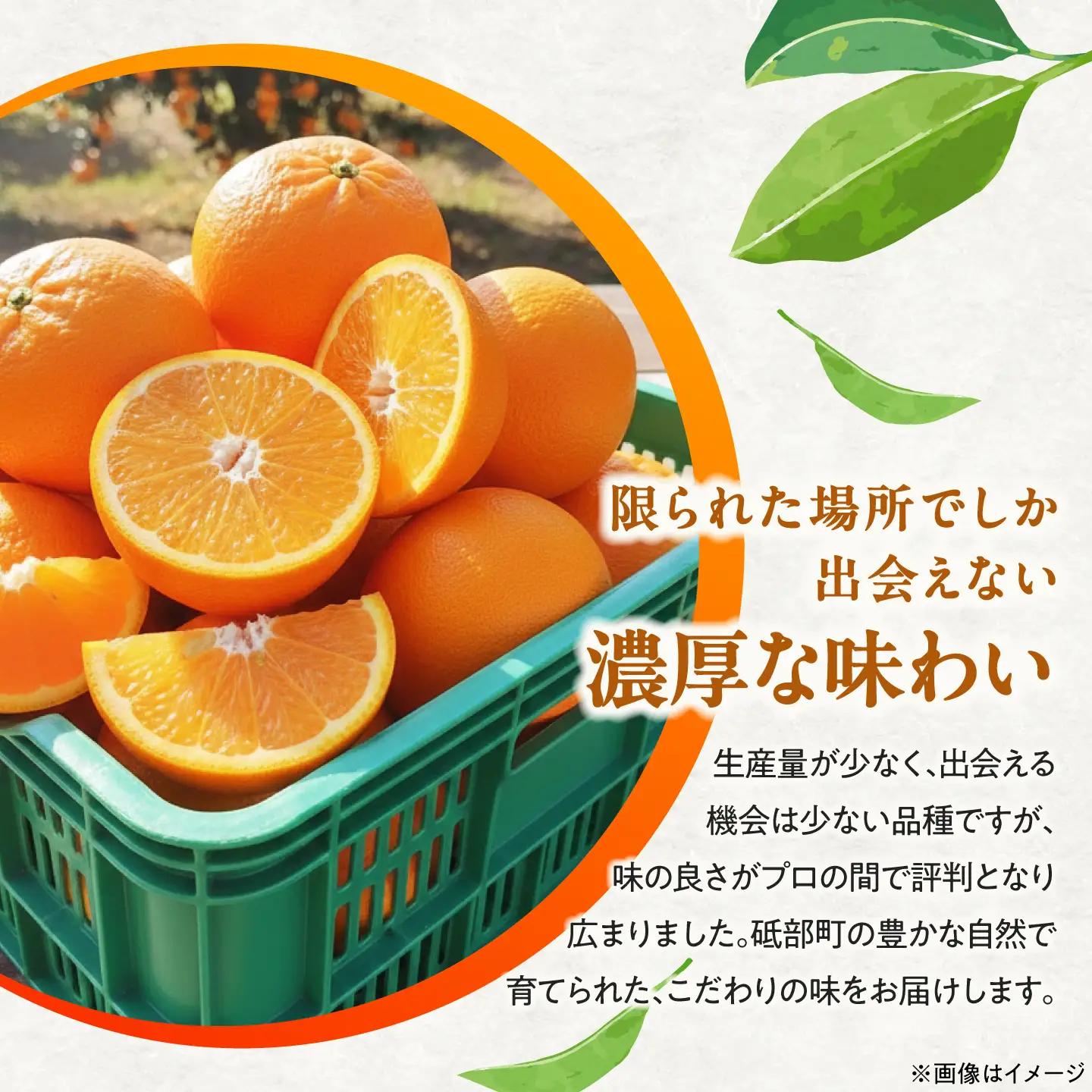 みかん 農六 約1kg【2月上旬から3月下旬まで順次発送】 / フルーツ 果物 蜜柑 ミカン オレンジ 小玉 甘い 先行予約 1kg 愛媛 / 愛媛県砥部町/和氣隆司[BJBF002]