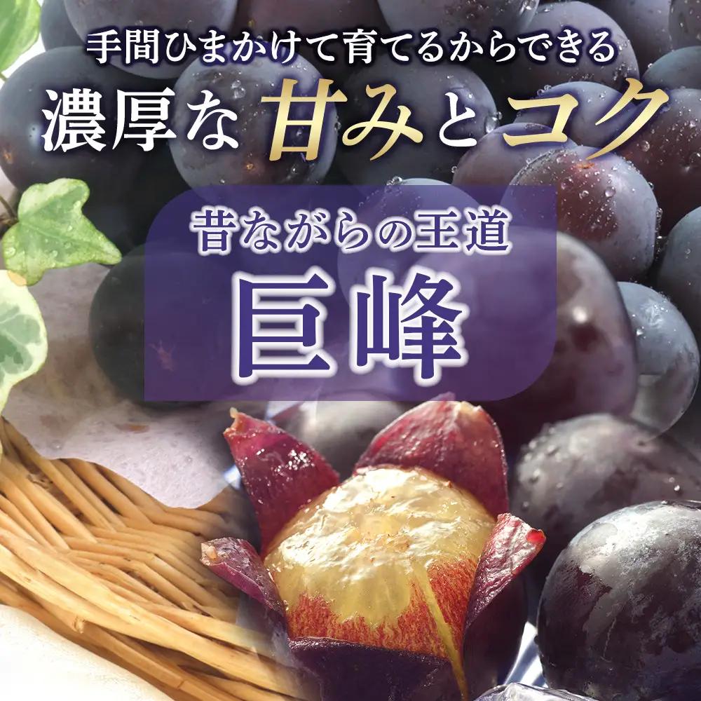 有田産 巨峰 1.2kg 3~4房 フルーツ 巨峰 ［2026年8月下旬以降発送］ 先行予約 和歌山 