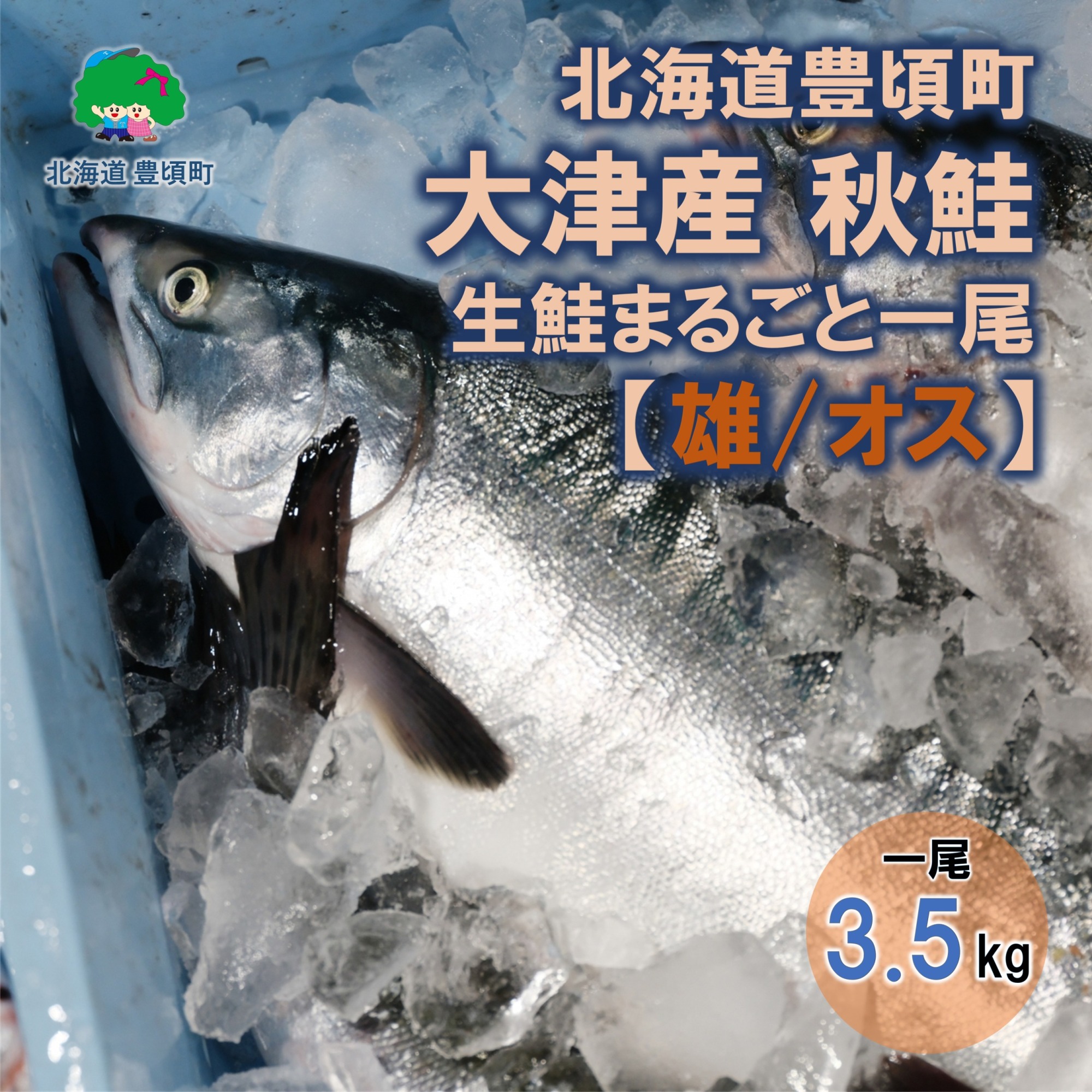 【期間限定！再掲商品】北海道豊頃町大津産 秋鮭 生鮭まるごと一尾【雄/オス】（約3.5kg）