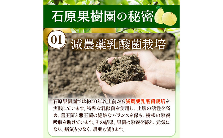 【2026年先行予約】梨 なし ナシ あたご梨 約500g×3玉 化粧箱 赤秀化粧箱 石原果樹園 《2026年11月中旬-12月下旬頃より発送予定》岡山県 浅口市 フルーツ 果物 ギフト 贈り物 国産
