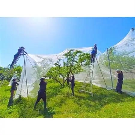 岡山県産  極甘・樹熟し白桃 5-8玉(約2kg)【配送不可地域：離島】【1707557】