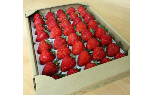 いちご さちのか おいしさを研究したいちご「さちのか」約1kg 登録商標：MINOMI STRAWBERRY（2026年1月中旬頃‐2026年4月下旬頃出荷）徳島県 上板町 いちご st-p
