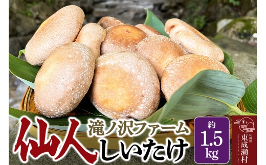 椎茸 仙人しいたけ 約1.5kg 滝ノ沢ファーム 菌床 シイタケ きのこ 食べ応え 肉厚 茸 秋田県 国産 大ぶり 高品質 [きのこ しいたけ 椎茸 シイタケ 東成瀬村 食べ応え 菌床 無農薬 農薬不使用 朝採り 新鮮 食感 ギフト 贈り物]