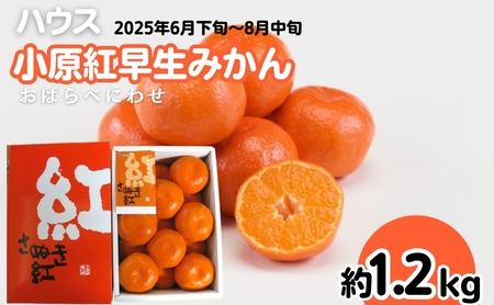 ハウス 小原紅早生 みかん 約1.2kg化粧箱 果物類 柑橘類 フルーツ 