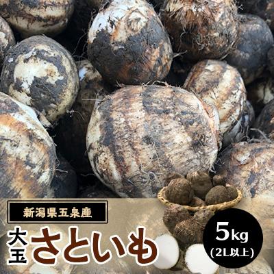 ふるさと納税 五泉市 五泉産　大玉さといも 5kg(2L以上)