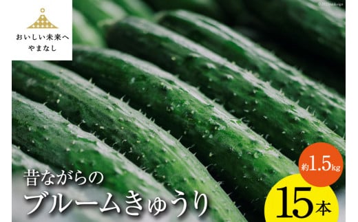 【期間限定発送】昔ながらのブルームきゅうり 15本(約1.5kg) ／ 胡瓜 きゅうり キュウリ 夏野菜 夏 野菜 やさい 新鮮 期間限定 数量限定 しゃんと畑 山梨県 中央市