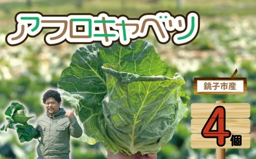 【先行予約】 キャベツ アフロキャベツ 4玉 （2026年1月～6月配送） 野菜 銚子産 千葉県産 春キャベツ 生産量 旬の野菜 旬の味覚 甘い 生野菜 サラダ 野菜炒め 回鍋肉 ロールキャベツ 焼きそば お好み焼き しゃぶしゃぶ 調理 中華 和食 洋食 季節限定 国産 贈答 プレゼント 贈り物 ギフト 贈答 グルメ 送料無料 ふるさと納税 ふるさと納税野菜 千葉県 銚子市 くるくるやっほー