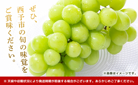 ＜シャインマスカット 約2kg＞ 果物 くだもの フルーツ ぶどう 葡萄 ブドウ シャインマスカット しゃいんますかっと 4～5房 大粒 糖度 極上 種なし 甘い 皮ごと 特産品 ファームNINOMI