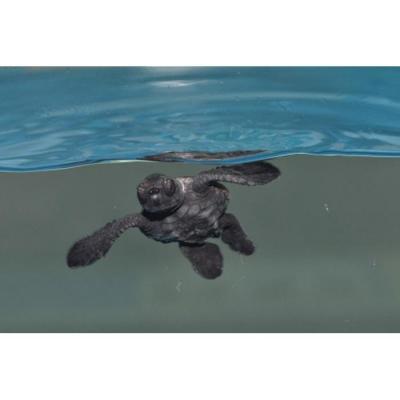 ふるさと納税 名古屋市 名古屋港水族館オリジナル御朱印帳(水族館大人入館券付き) |  | 02