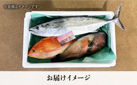 【五島列島・直送】朝獲れ！鮮魚セット2kg / 冷蔵 おまかせ おたのしみ 刺身 鯛福丸水産 / 五島市 [PDP008]