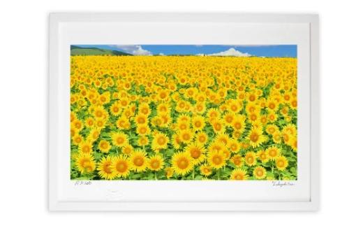 ひまわり畑 アートフォト Mサイズ A3 ジクレー版画 額縁付き 写真アート 風景写真 花 ひまわり フラワーアート 高精細 インテリアアート アートフレーム 額入り 壁掛け 署名・エディション番号入り 壁掛けフック付き 玄関 リビング 寝室 廊下 書斎 常温配送 埼玉県白岡市 あゆわら