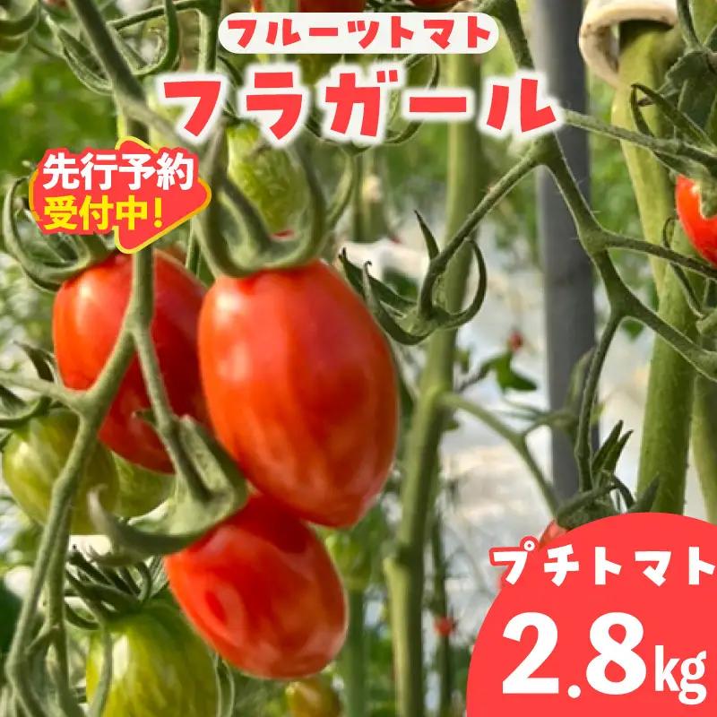 【先行予約】【2027年1月中旬以降発送】フルーツトマト　フラガール2.8kg（へたなし）│ミニトマト 野菜 常滑市