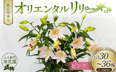 ユリ専門＜深花園＞観賞用ゆり オリエンタルリリー ピンク 5～6輪 6本 F23R-523