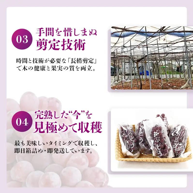 【2026年先行予約】数量限定 デラウェア1kg（5房前後）6月下旬～7月下旬発送｜特選 期間限定 ぶどう 葡萄 フルーツ 果物 くだもの 人気  贈答用 ギフト 先行予約 種なし 旬 新鮮 家庭用 