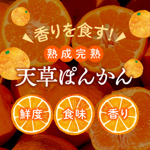 S117-005_香りを食す！熟成完熟天草ぽんかん 1月発送 約5kg箱 秀品〈先行受付〉