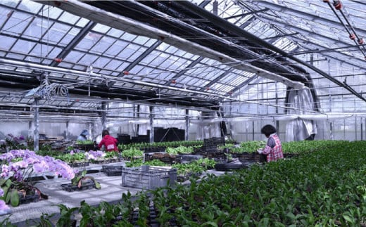 【 10セット 限定 】 デンファレ （ 洋蘭 ） 7本 立ち 糸島市 / 和饗エコファーム株式会社 蘭 洋蘭 デンファレ 花 インテリア お祝い 贈り物 [AVI002]