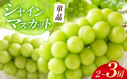 【先行予約】 シャインマスカット 2～3房入り ( 1.1kg以上 ) | 数量限定 新鮮 産地直送 ぶどう ブドウ 葡萄 果物 くだもの フルーツ マスカット 大分県産 九州産 国産 大分県 中津市