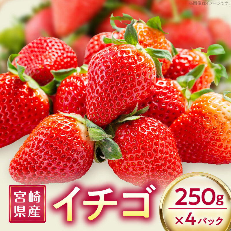 【ふるさと納税】《2026年発送 先行予約》【数量・期間限定】宮崎県産イチゴ 250g×4パック 果物 フルーツ 果実 果肉 青果物 農産物 デザート スイーツ ご褒美 パック 小分け おすそ分け おすすめ グルメ お取り寄せ 旬 季節 旬の果物 季節の果物 宮崎県 宮崎市 送料無料