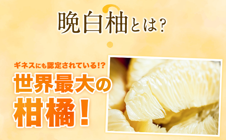【先行予約】山本果樹園の晩白柚 2玉（2Lサイズ） 山本果樹園《12月中旬-3月中旬頃出荷予定》果物 フルーツ ザボン 熊本 特産品---hkw_ymk_5_5kg---