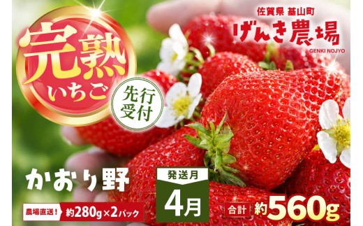 【2027年4月発送】【先行予約】【農場直送！】かおり野(約280g×2P)【ふるさと納税 佐賀県 基山町産 げんき農場 苺 ブランド苺 イチゴ いちご フルーツ 果物 くだもの 美味しい おいしい 甘い ストロベリー 産地直送 朝採れ 完熟果 KBCテレビ「ふるさとwish」で紹介されました】K100105