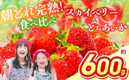 【先行予約】スカイベリー＆とちあいか 食べ比べ 約 300g×2  | 果物 くだもの フルーツ 野菜 やさい ヤサイ 苺 イチゴ いちご とちあいか スカイベリー 食べ比べ 新鮮 甘い 数量 限定 美味しい 果物 フルーツ デザート 栃木県 那珂川町 送料無料