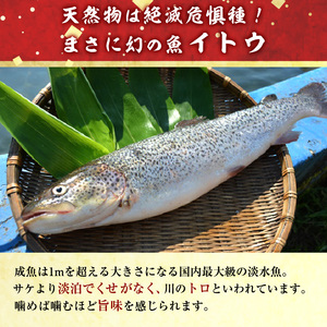 幻の魚 イトウ うす造り 170g 真空冷凍パック 冷凍 お造り 川魚 魚介 魚介類 海鮮 刺し身 お刺身 刺身 おかず おつまみ つまみ お酒のつまみ 酒のつまみ 幻 魚 青森 青森県 鰺ヶ沢町