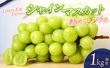 【2025年先行予約】【粒カットバラ品】 シャインマスカット(1kg程度） Lino＆Kai Farm  【2025年10月上旬～順次発送】 / 朝採れ ぶどう 岡山  真庭市 シャインマスカット 高級 ギフト 大粒 果物 贈答 人気 産地直送 国産 安全 数量限定 種なし 食べチョクアワード 受賞 【linokai003-01】