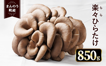 ＜期間限定！2025年12月上旬以降順次発送予定＞楽々ひらたけ(約850g) きのこ 産地直送 新登場 【man348】【クズハラ農園】