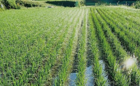 米 お米 国産  数量限定 飛雪(ひせつ)米(結びの神) 3kg【2023年9月中旬頃から順次発送】【hsj004】