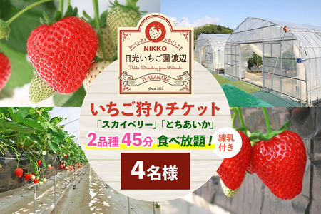 いちご狩りチケット 4名様「スカイベリー」「とちあいか」2品種45分食べ放題！練乳付き！【日光いちご園 渡辺】｜イチゴ狩り 収穫体験 フルーツ狩り 入園券 観光 旅行 イチゴ 苺 フルーツ 果物 果実 日光市 [0848]
