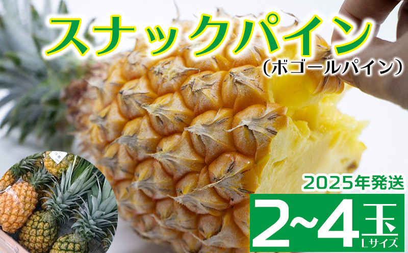 
2025年発送【羽地の駅】スナックパイン(ボゴールパイン）2～4玉（2.4kg以上） 先行予約 沖縄 おきなわ 国産 県産 お取り寄せ 人気 こだわり ギフト くだもの あまい 魅力 お土産 食べ物 果物 名護 やんばる なご 南国 トロピカル 夏
