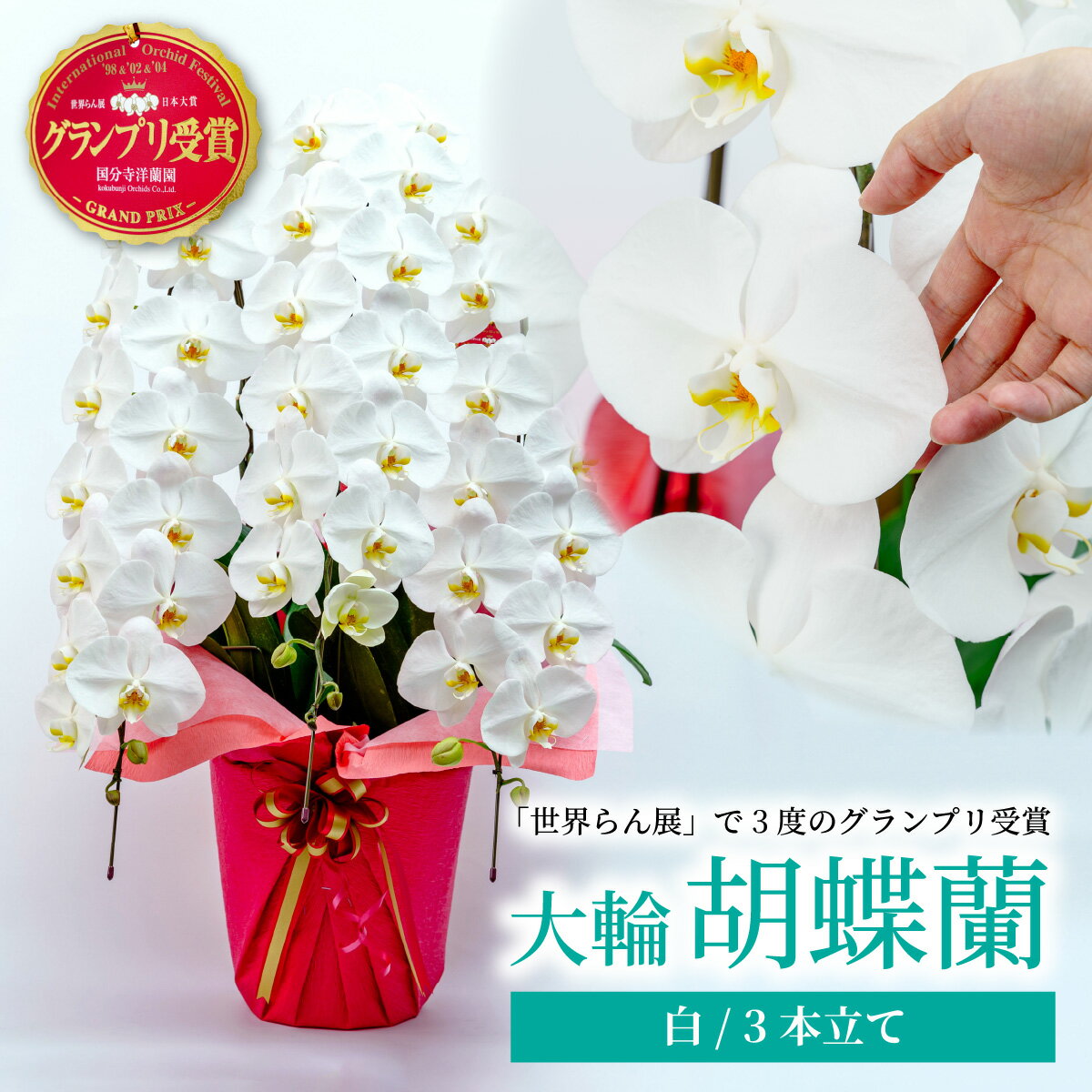 【ふるさと納税】胡蝶蘭 白 3本立て | 花 お花 大輪胡蝶蘭 こちょうらん コチョウラン 蘭 洋蘭 花 贈答 開店祝い ギフト 贈り物 プレゼント 御祝 お祝い 開業祝い 慶事 新築祝い 記念日 母の日 父の日 敬老の日 お中元 お歳暮 仏事 慶弔 国分寺洋蘭園 埼玉県 北本市