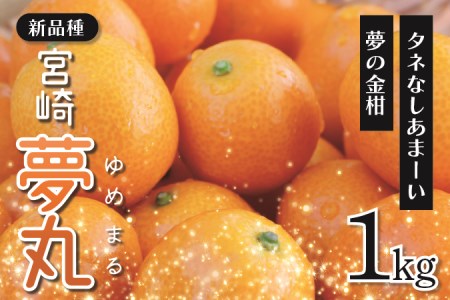 種なし きんかん「宮崎夢丸」 1kg / 完熟 金柑 フルーツ 果物 金柑 希少 国産 産地直送 きんかん キンカン 金柑】