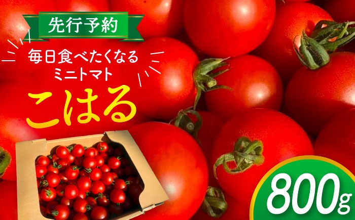 【先行予約】  ＼毎年10月より順次発送／ ミニトマト(こはる)800g トマト 野菜 新鮮 期間限定トマト  愛西市 / 株式会社石原農園 【配達不可：離島】[AEBG008]