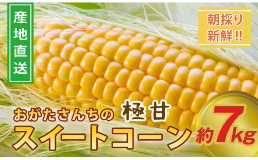 
            鮮度が命！生産者直送 緒方さんちの朝どれスイートコーン『イエロー』7㎏【先行予約】＜1-43＞★
          