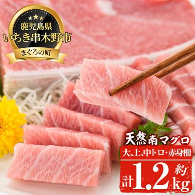 ふるさと納税 いちき串木野市 天然南まぐろ上級セット　大トロ〜赤身　約1.2kg