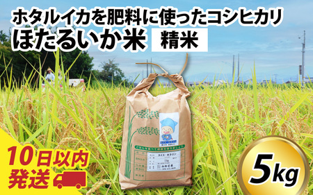 【訳あり】ほたるいか米（精米５kg）【通年発送】