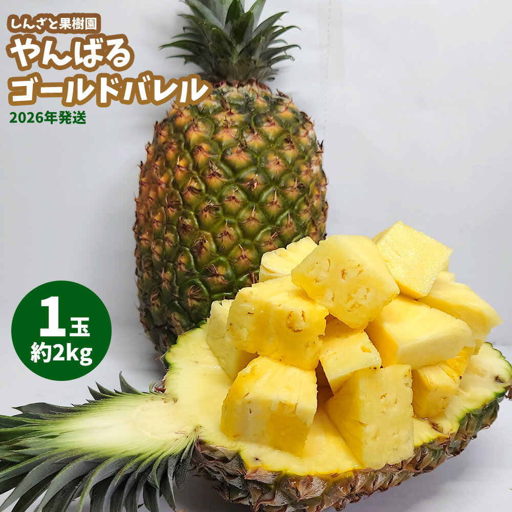 【ふるさと納税】しんざと果樹園「やんばるゴールドバレル」1玉（約2kg）多冠芽含む 2026年発送 パイナップル パイン ゴールドバレル 果樹園 人気 南国フルーツ 南国スイーツ 農家直送 多冠芽 やんばる フルーツ デザート 果物 お土産 おすすめ お取り寄せ 贈り物 沖縄県産