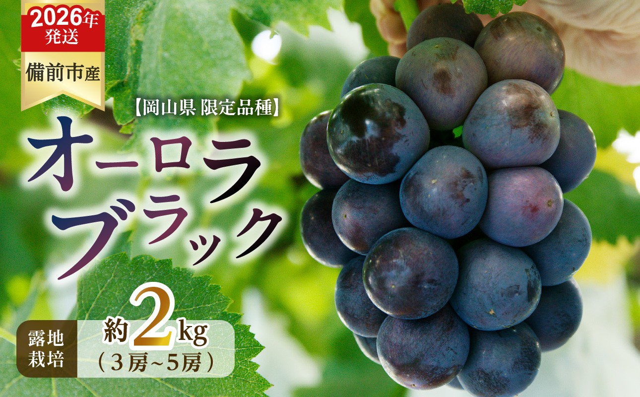 
                  【2026年発送分　先行予約開始！】びぜん葡萄「オーロラブラック」（露地栽培）約2kg（令和8年8月中旬～9月中旬頃発送）【先行受付 先行予約 岡山県備前市産 オーロラブラック 露地栽培 約2kg 樹上完熟】
                