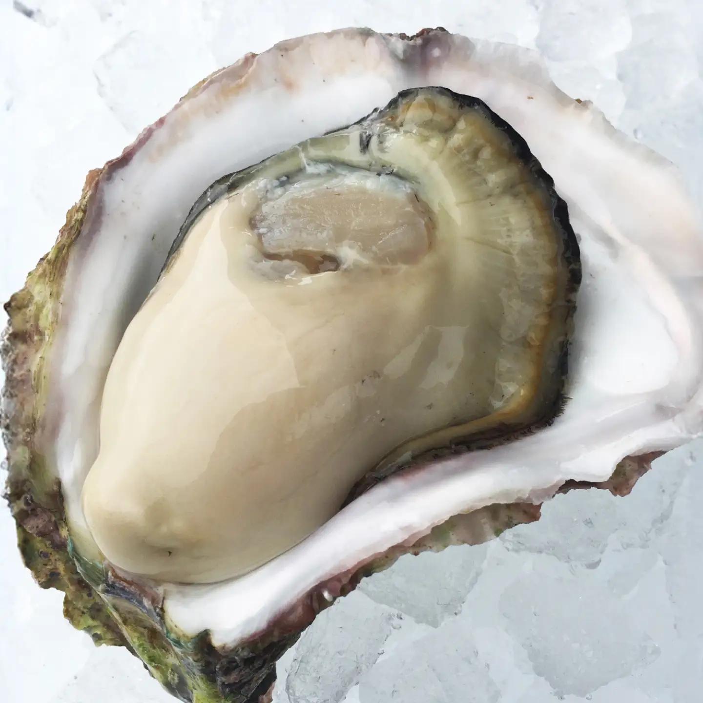 【超極濃】長崎県 五島列島産 生食用 岩牡蠣 10個入 1.5kg以上【マルオト】[RCS002]
