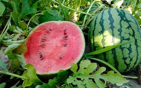 《先行予約 2026年度発送》 小玉スイカと庄内メロンの食べ比べセット （3kg） スイカ すいか 西瓜 デザート フルーツ 果物 くだもの 果実 食品 山形県 FSY-0525