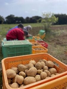 【2025年3月上旬頃から発送】屋久島産 じゃがいも 5kg＜農薬不使用＞