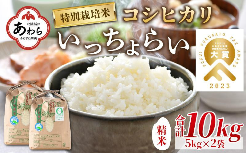 
【先行予約】【令和6年産新米】【一等米】特別栽培米いっちょらい 精米 10kg×1袋 ／ 福井県産 ブランド米 コシヒカリ ご飯 白米 新鮮 大賞 受賞 ※2024年9月下旬より順次発送
