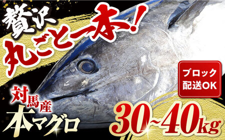 対馬産 養殖 本マグロ 1尾（30～40kg）《対馬市》【対海】 冷凍 新鮮 ブロック 1本 お祝い パーティ 景品 贈り物 鮪 トロ 50万 [WAH005]