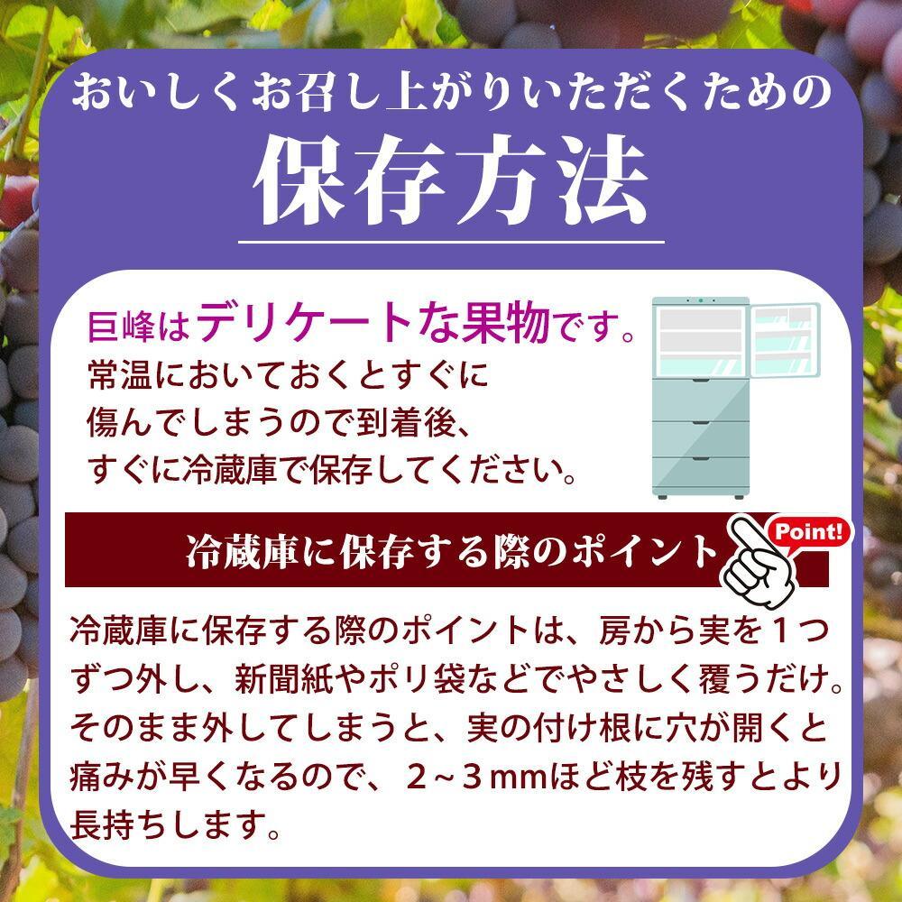 紀州和歌山産 の種なし巨峰ぶどう2房（約800g～1kg）【UT121】
